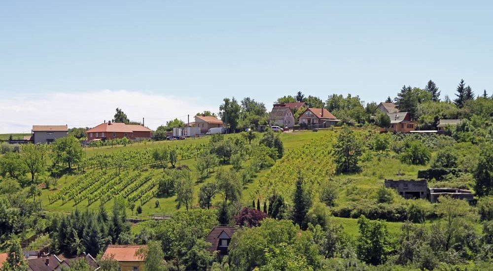Vineyards,In,The,Outskirt,Of,Eger,,Hungary
