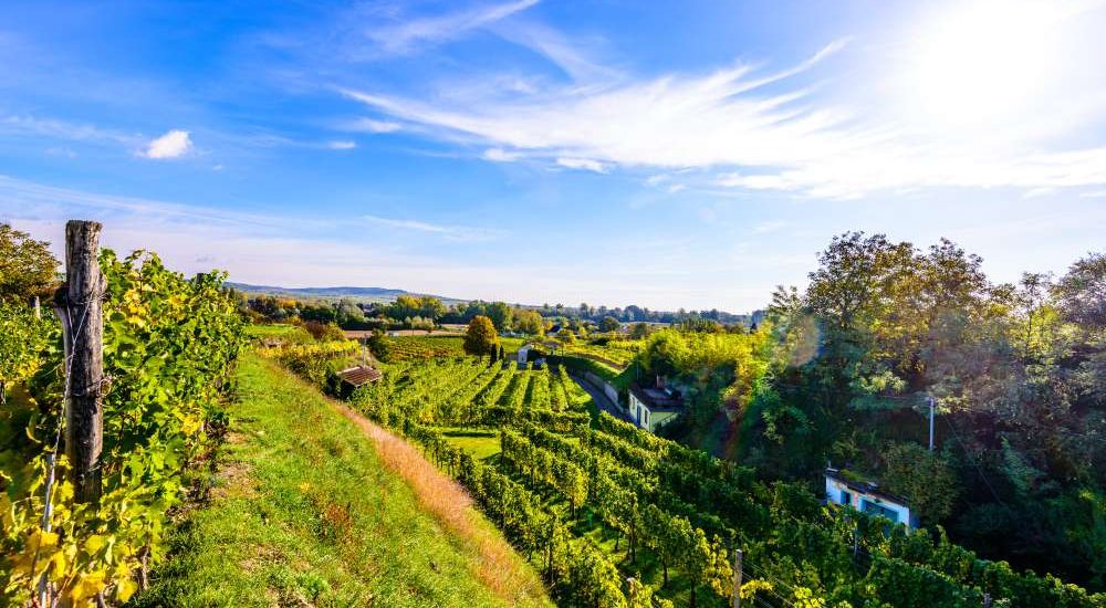 Vineyards,In,Valley,Kamptal,,Lower,Austria