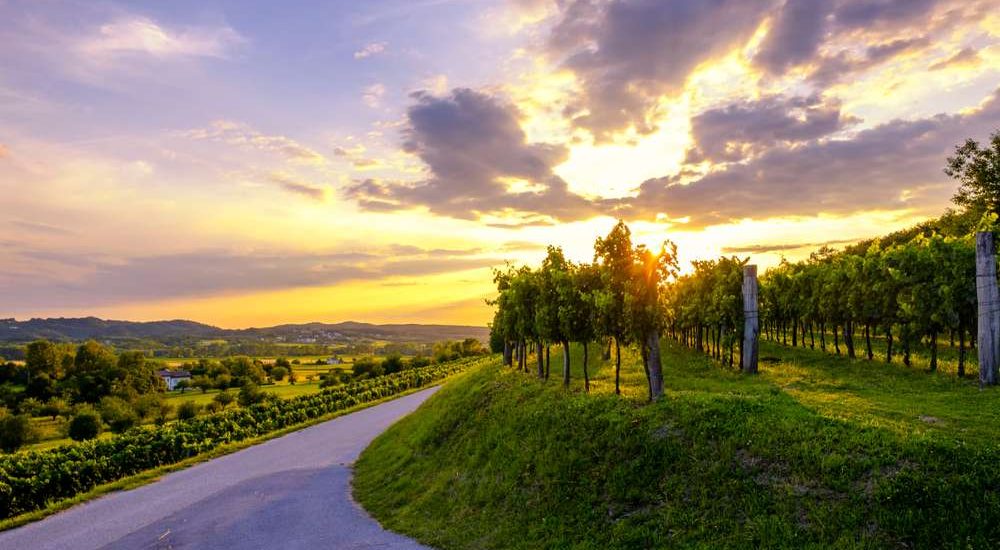Beautiful,Sunset,At,Vineyards,Of,Vipava,Valley,,Slovenia.,Famous,Wine